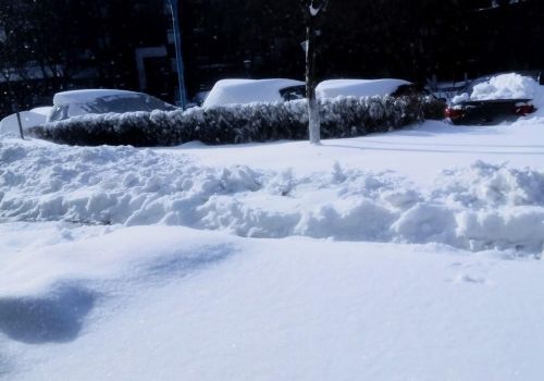 散文下雪了 雪下的真大,雪花像鹅毛一样(散文下雪了把病毒带走吧)