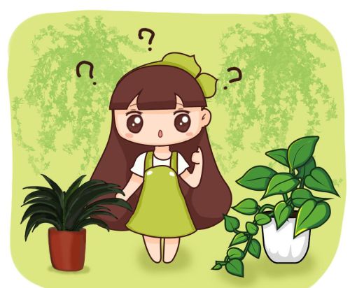 室内植物有什么作用(40种室内植物)