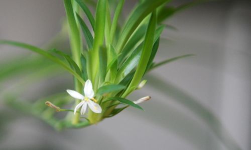 哪些花适合养在家里(哪种花适合养在家里)