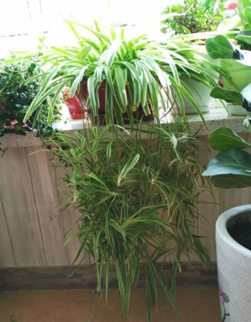 冬天室内养什么植物能净化空气(冬天室内净化空气绿植)