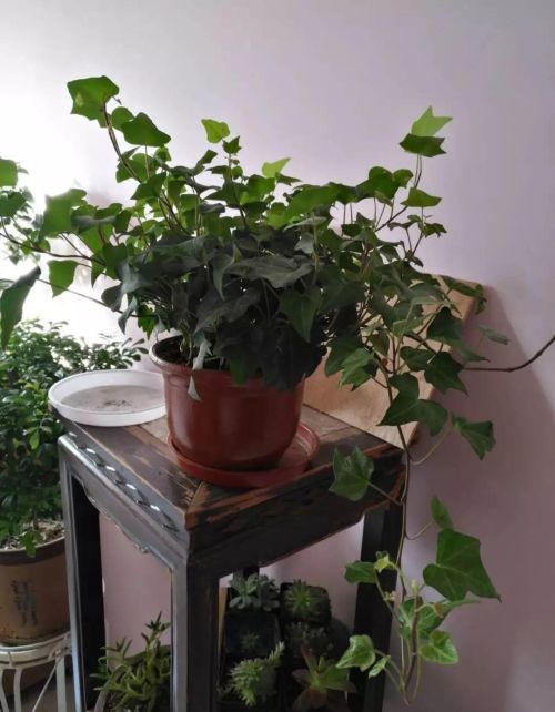 冬天室内养什么植物能净化空气(冬天室内净化空气绿植)
