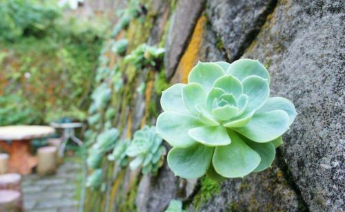 花卉枯萎掉叶怎么治疗(花枯萎了,再怎么浇水也是多余)