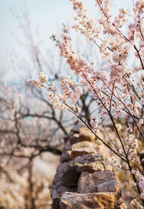 春日赏花打卡地推荐(春日赏花图鉴)