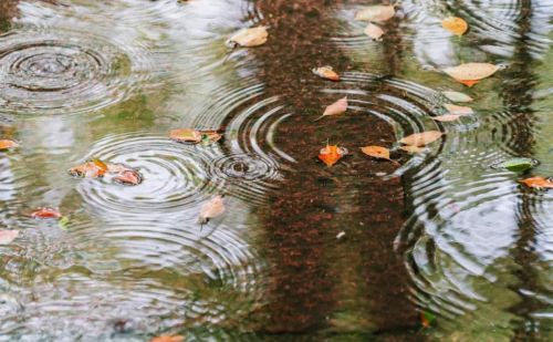 雨生百谷什么意思(雨生百谷上一句)