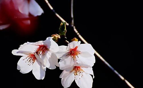 山樱花树图片(山樱花种植方法和时间)