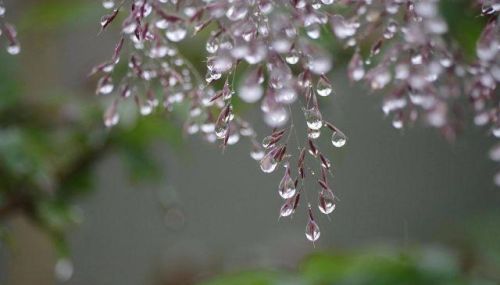 好雨知时节当春乃发生是什么诗(好雨知时节当春乃发生的含义是什么)