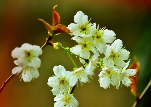 山樱花树图片(山樱花种植方法和时间)