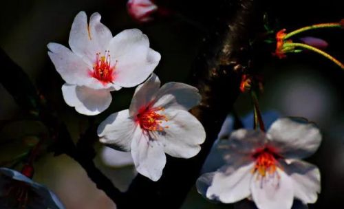 山樱花树图片(山樱花种植方法和时间)