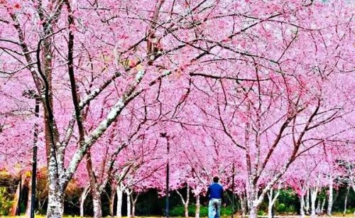 山樱花树图片(山樱花种植方法和时间)