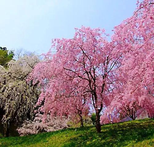 山樱花树图片(山樱花种植方法和时间)