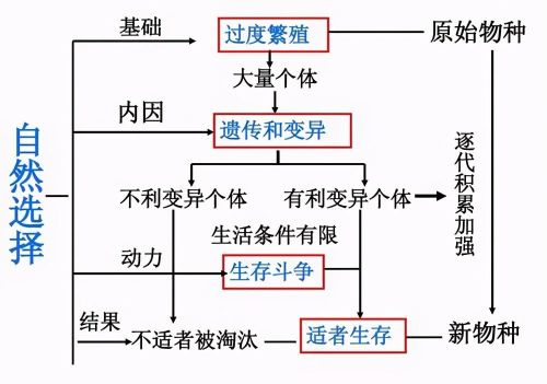 手臂上有没有血管(环球科学手臂多长一条血管)