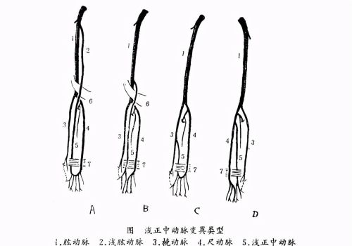 手臂上有没有血管(环球科学手臂多长一条血管)