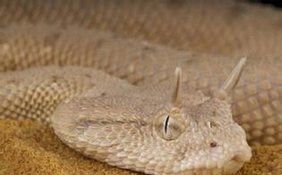 沙漠角蝰：头上长角的致命毒蛇