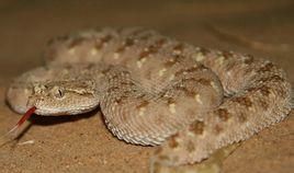 沙漠角蝰：头上长角的致命毒蛇