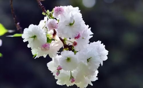 樱花盛开浪漫的季节(樱花盛开的唯美句子)