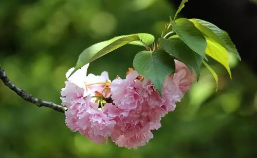 樱花盛开浪漫的季节(樱花盛开的唯美句子)