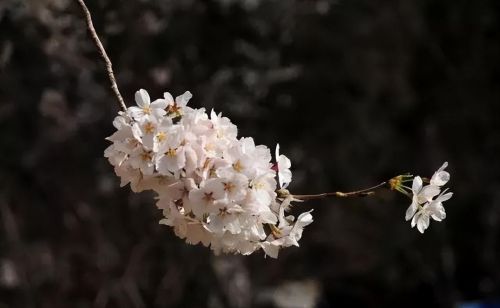 樱花盛开浪漫的季节(樱花盛开的唯美句子)