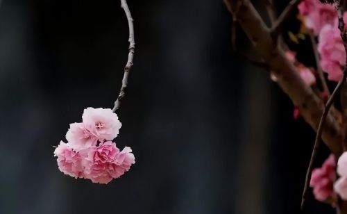 樱花盛开浪漫的季节(樱花盛开的唯美句子)