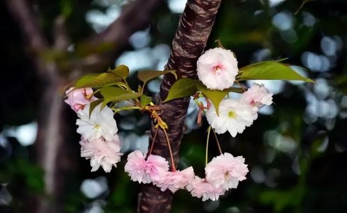 樱花盛开浪漫的季节(樱花盛开的唯美句子)