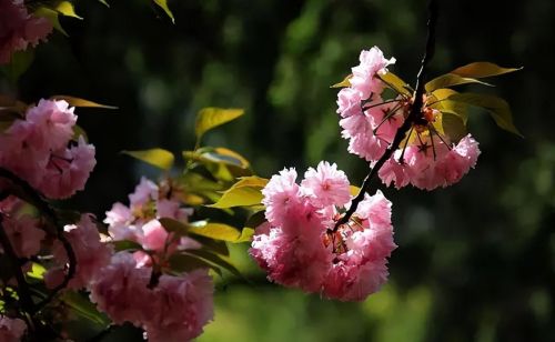 樱花盛开浪漫的季节(樱花盛开的唯美句子)