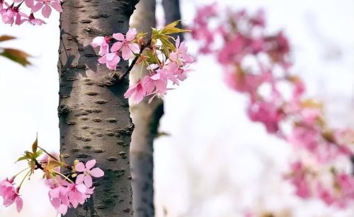 樱花盛开浪漫的季节(樱花盛开的唯美句子)