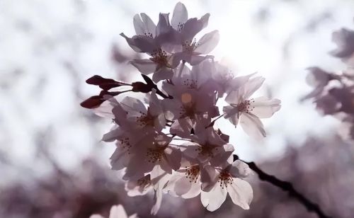 樱花盛开浪漫的季节(樱花盛开的唯美句子)