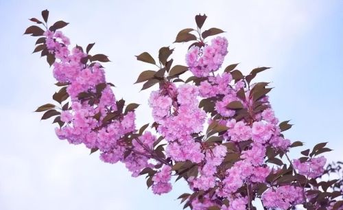 樱花盛开浪漫的季节(樱花盛开的唯美句子)