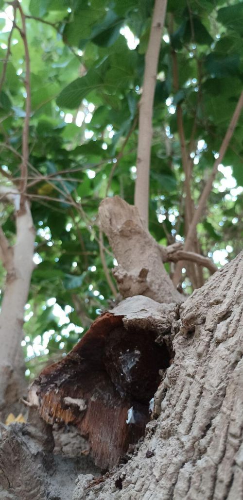 新疆桑树桑黄灵芝(新疆桑树桑黄种植基地)