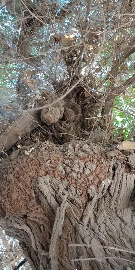 新疆桑树桑黄灵芝(新疆桑树桑黄种植基地)