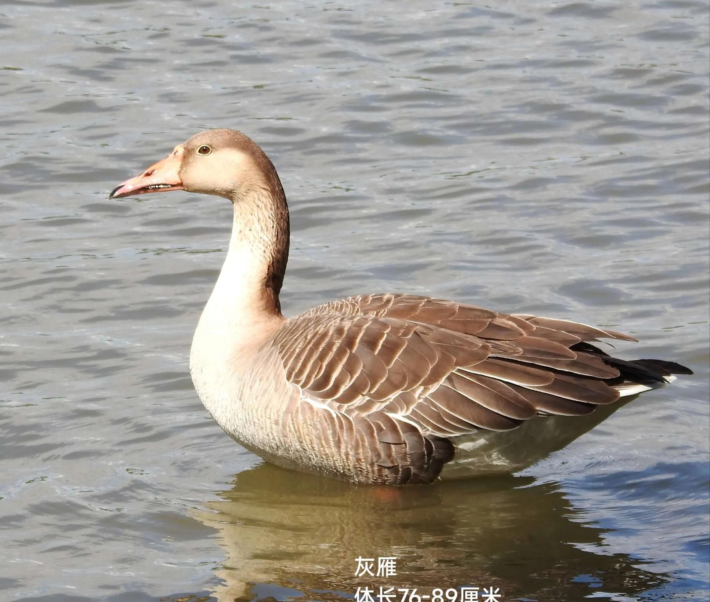 鸿雁,灰雁,豆雁的区别是什么(鸿雁,灰雁,豆雁的区别图片)