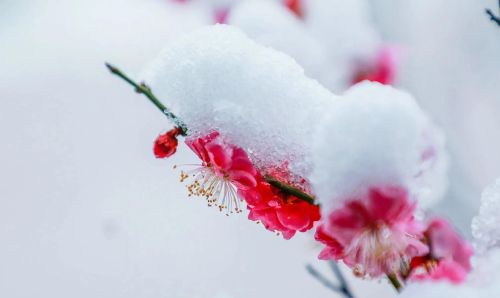 彭州丹景山有雪吗(彭州丹景山下雪了吗)