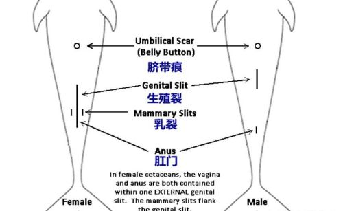 鲸鱼既然是哺乳动物,如何在水中喂奶呢(鲸鱼在水中怎么哺乳)