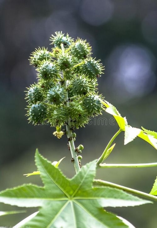 有毒得植物(五十几种有毒的植物)