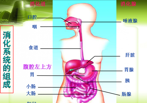 人体八大系统在初中哪本生物书里(生物人体八大系统的组成和功能)