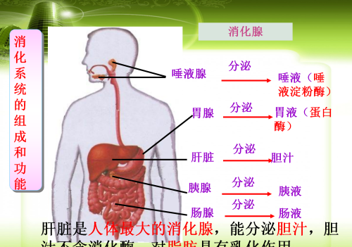 人体八大系统在初中哪本生物书里(生物人体八大系统的组成和功能)