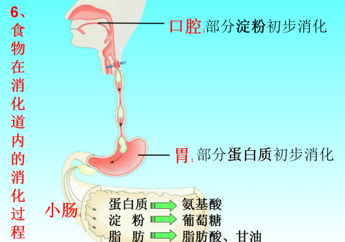 人体八大系统在初中哪本生物书里(生物人体八大系统的组成和功能)