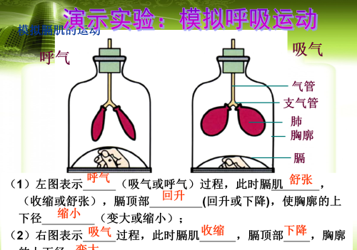 人体八大系统在初中哪本生物书里(生物人体八大系统的组成和功能)