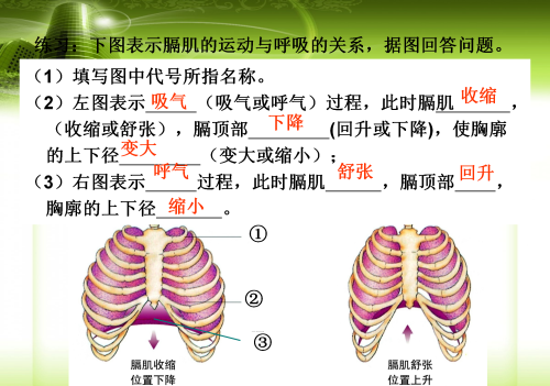 人体八大系统在初中哪本生物书里(生物人体八大系统的组成和功能)