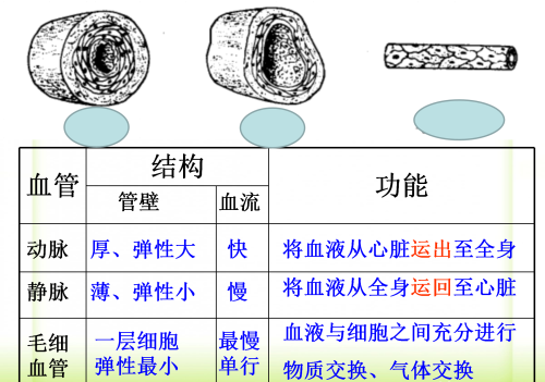 人体八大系统在初中哪本生物书里(生物人体八大系统的组成和功能)