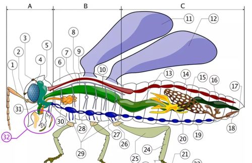 昆虫的身体内部结构(昆虫的身体结构一般都有哪些特征)