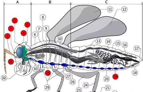 昆虫的身体内部结构(昆虫的身体结构一般都有哪些特征)