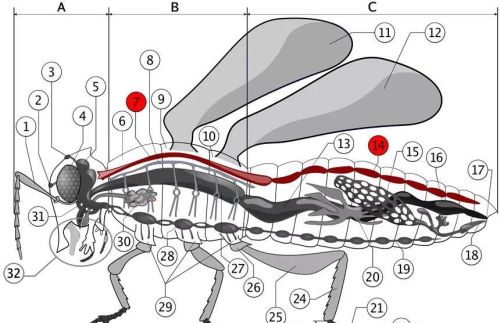 昆虫的身体内部结构(昆虫的身体结构一般都有哪些特征)