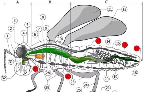 昆虫的身体内部结构(昆虫的身体结构一般都有哪些特征)