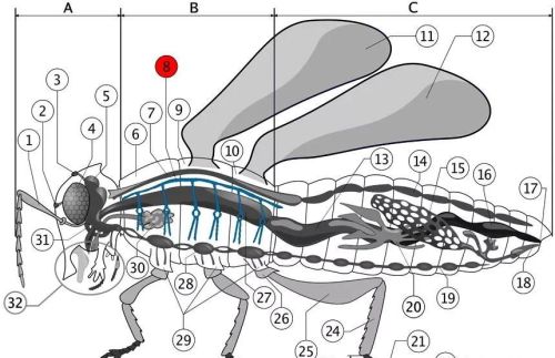 昆虫的身体内部结构(昆虫的身体结构一般都有哪些特征)