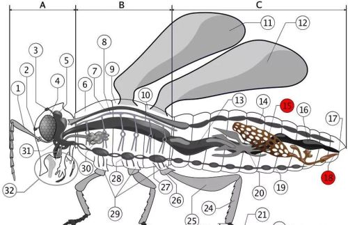 昆虫的身体内部结构(昆虫的身体结构一般都有哪些特征)