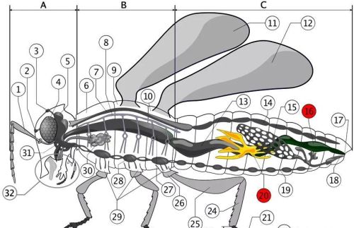 昆虫的身体内部结构(昆虫的身体结构一般都有哪些特征)