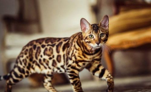 最适合您家的 10 只最佳混种猫图片(混种猫好养吗)
