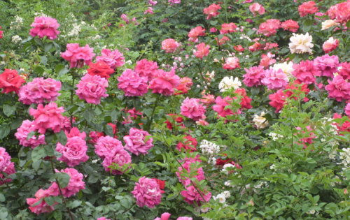 月季花败了怎么办(月季花败了怎么修剪)