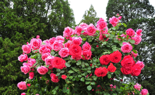 月季花败了怎么办(月季花败了怎么修剪)