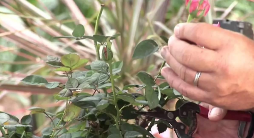 月季花败了怎么办(月季花败了怎么修剪)